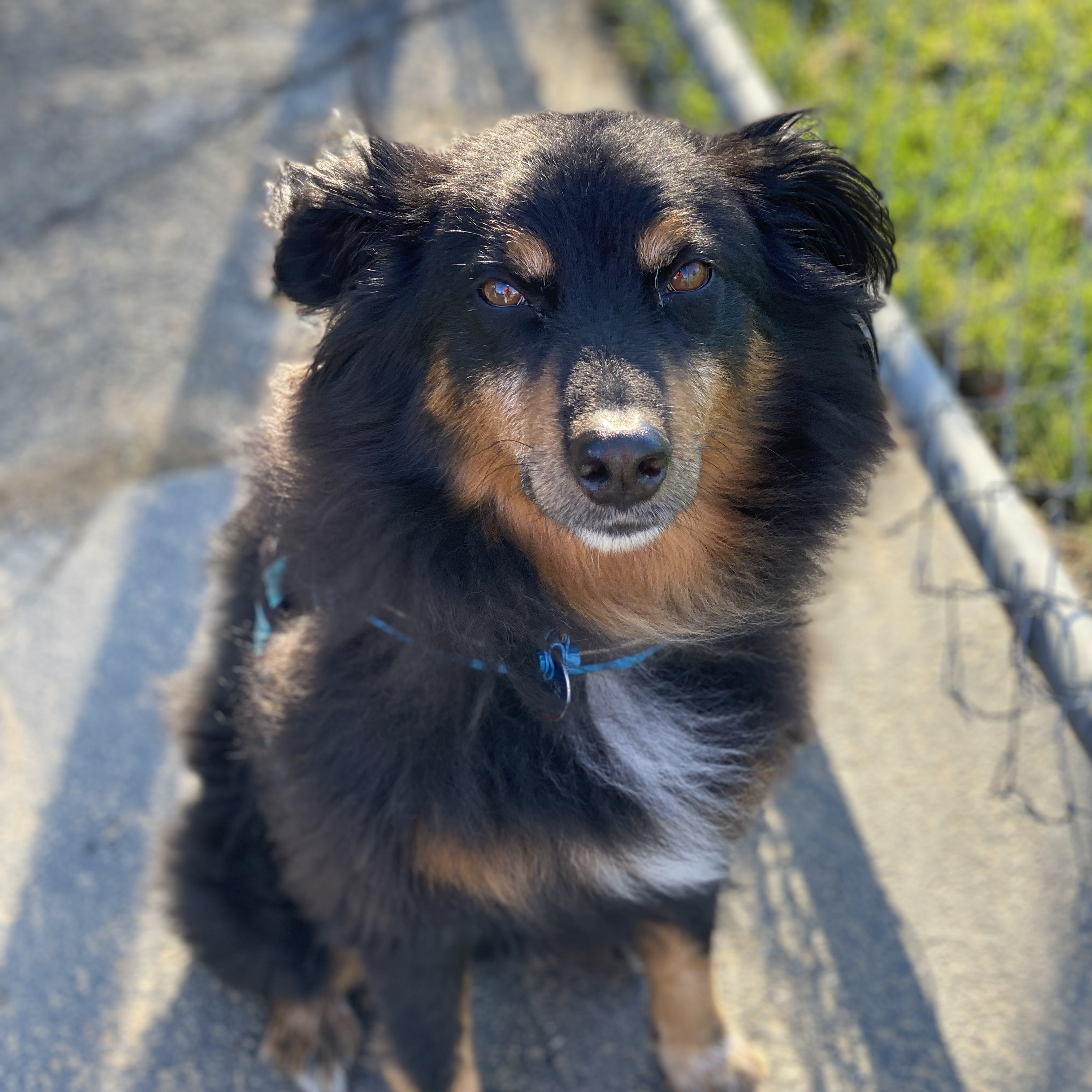 A portrait of a black and brown Austrailian Sheppard dog